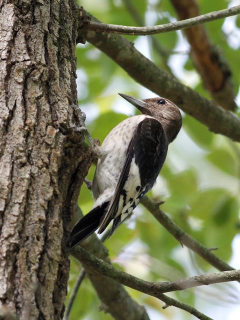 Red-headed Woodpecker