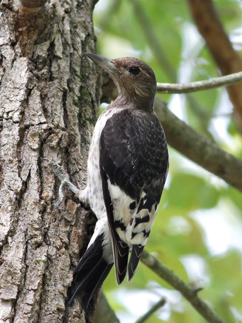 Red-headed Woodpecker