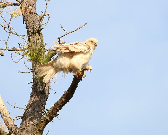 Red-tailed Hawk