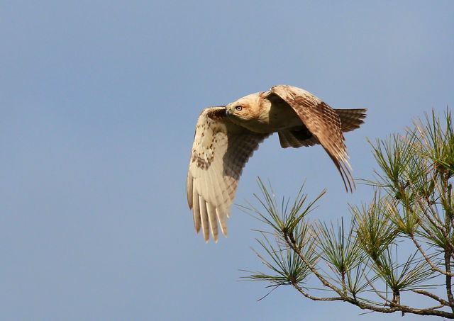 Red-tailed Hawk