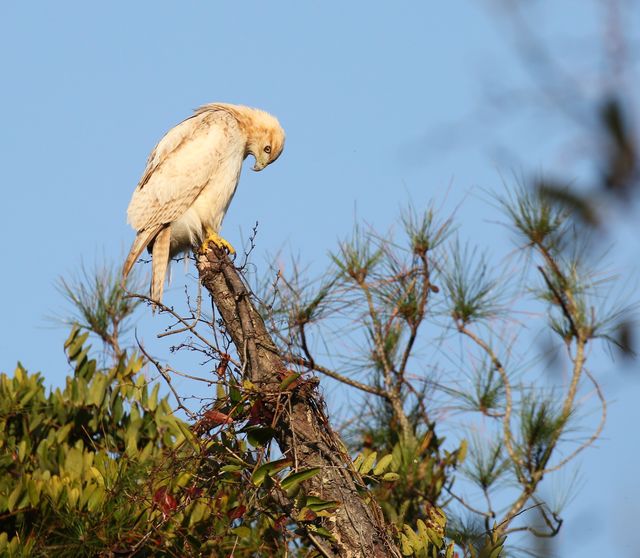 Red-tailed Hawk