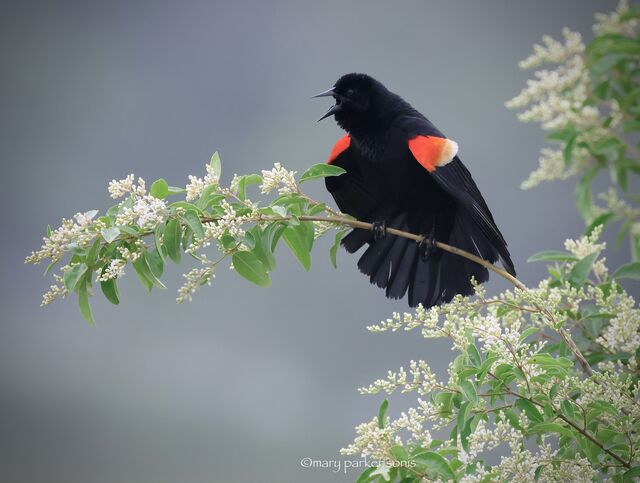 Red-winged Blackbird