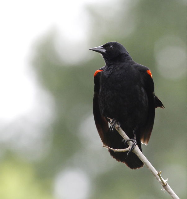 Red-winged Blackbird