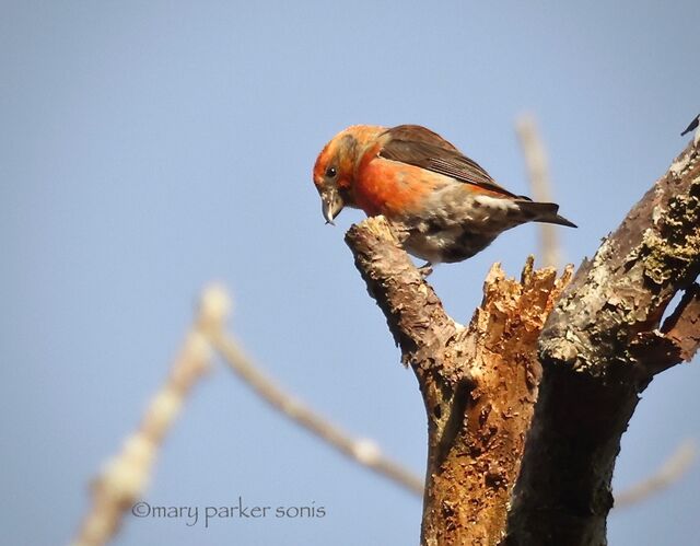 Red Crossbill