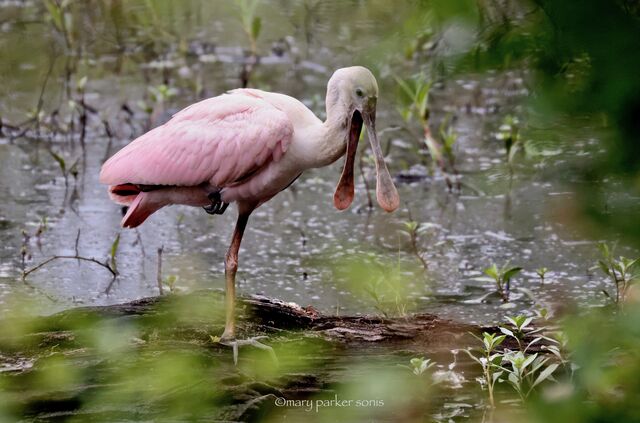 Roseate Spoonbill
