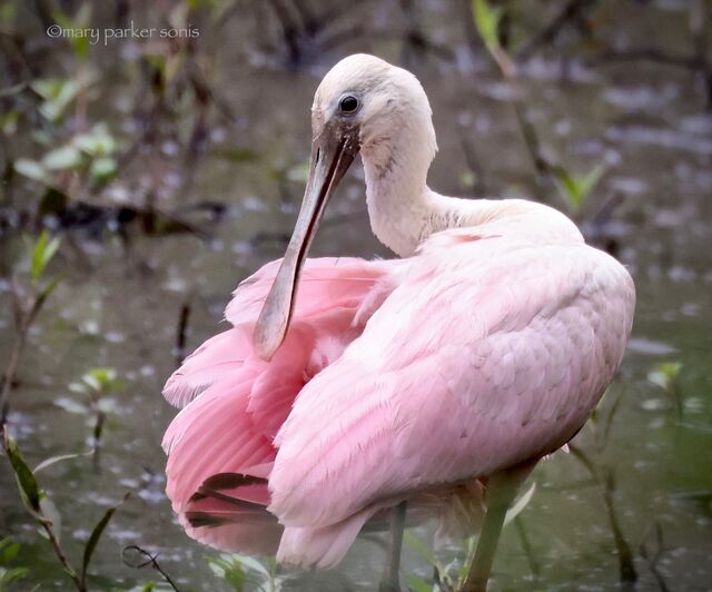 Roseate Spoonbill