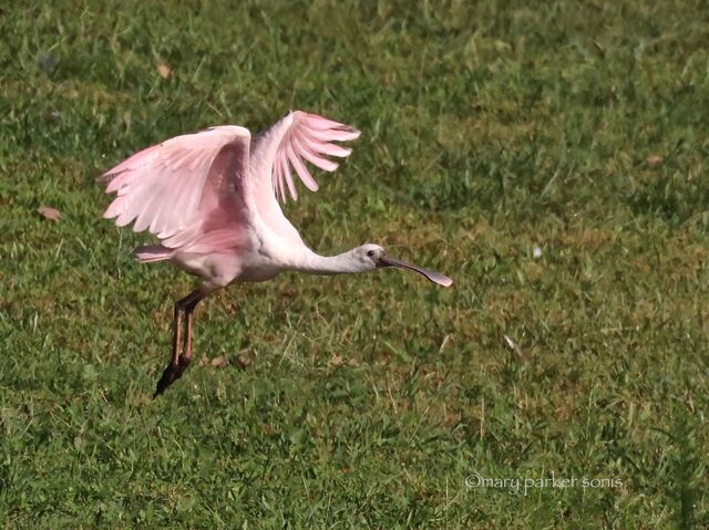 Roseate Spoonbill