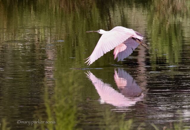 Roseate Spoonbill