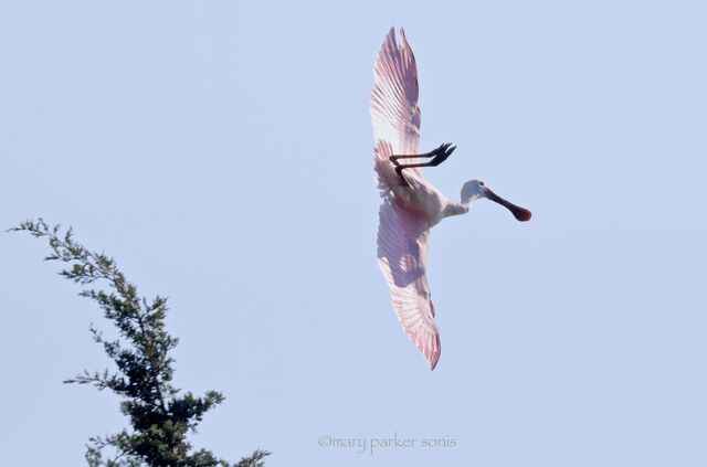 Roseate Spoonbill