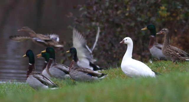 Ross's Goose