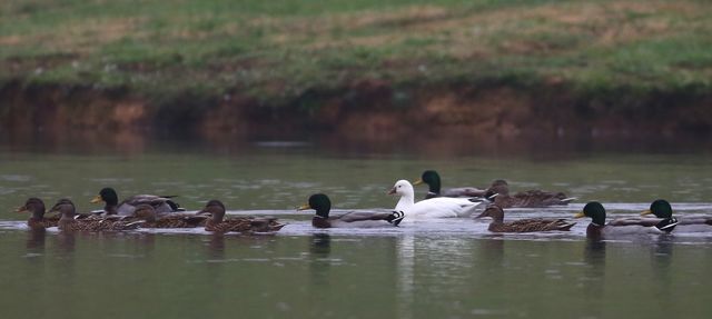 Ross's Goose