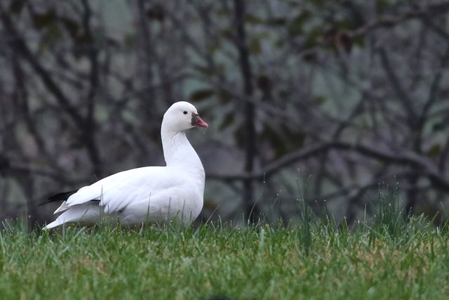Ross's Goose