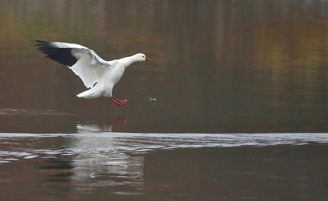 Ross's Goose
