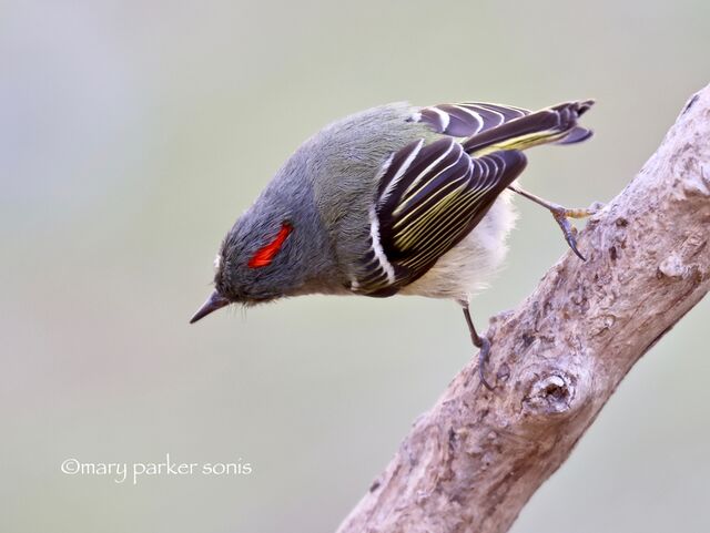 Ruby-crowned Kinglet