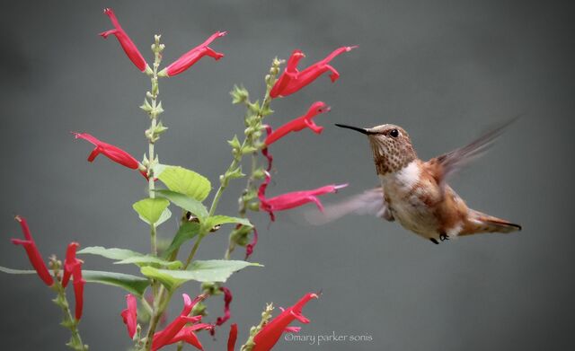 Rufous Hummingbird