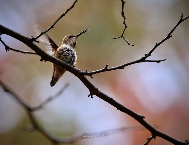Rufous Hummingbird