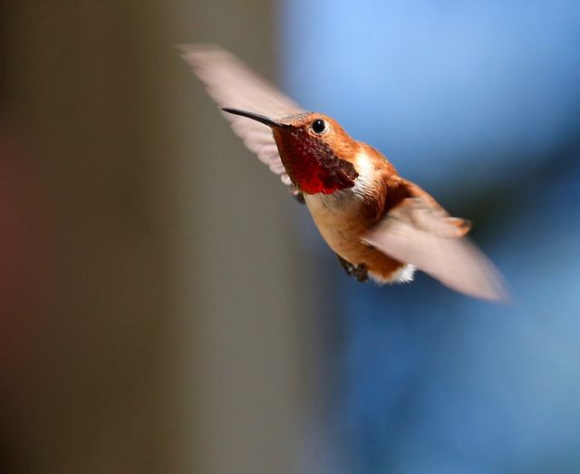 Rufous Hummingbird