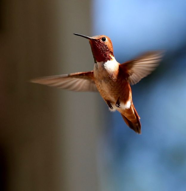 Rufous Hummingbird