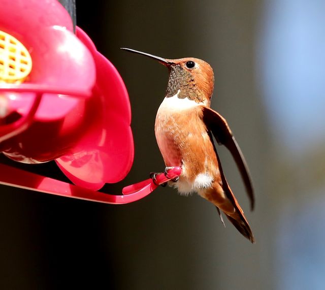 Rufous Hummingbird