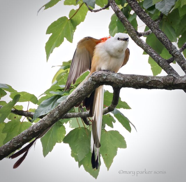 Scissor-tailed Flycatcher