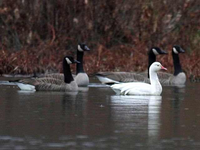 Snow Goose with Canada Geese