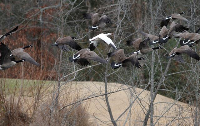 Snow Goose with Canada Geese