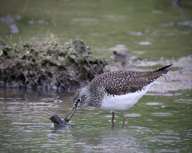 Solitary Sandpiper