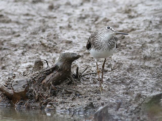 Solitary Sandpiper