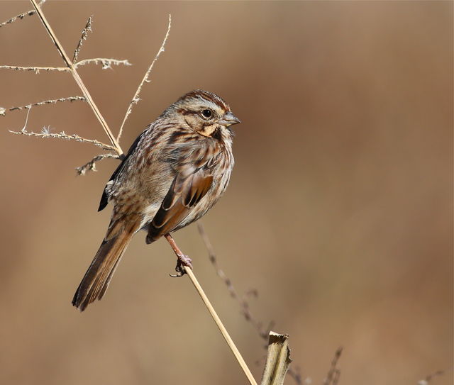Song Sparrow