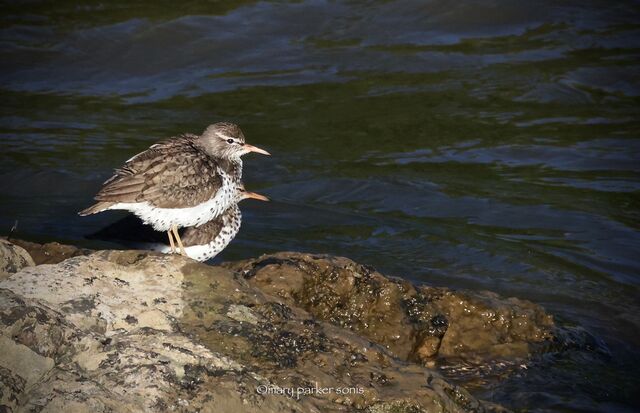 Spotted Sandpiper