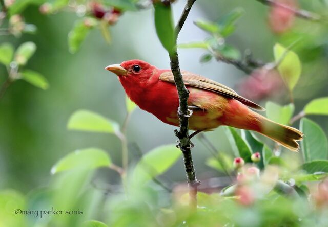 Summer Tanager