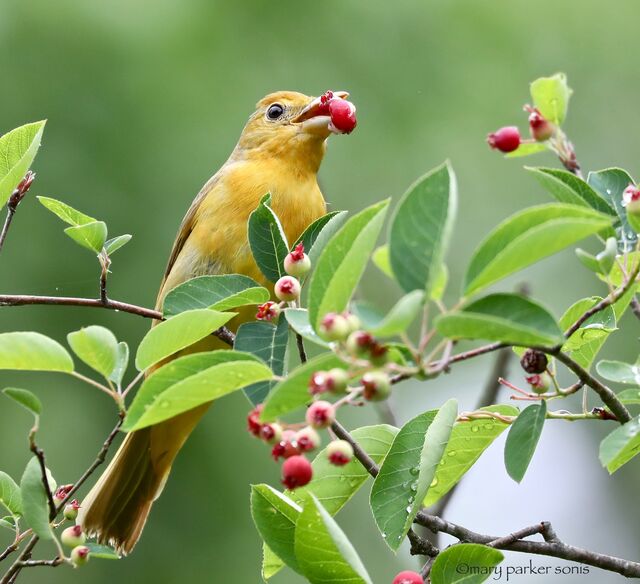Summer Tanager