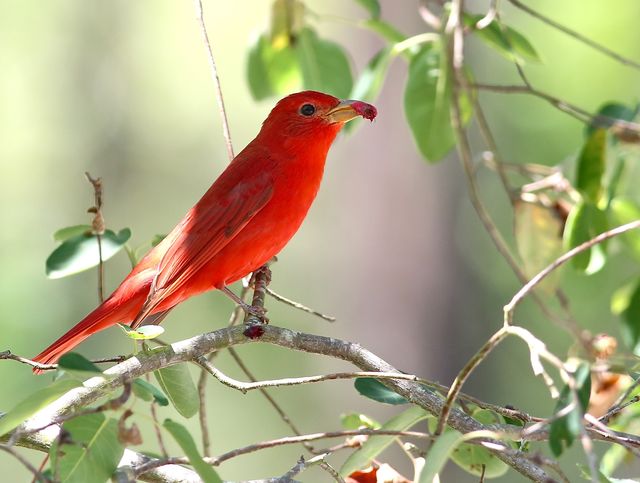 Summer Tanager