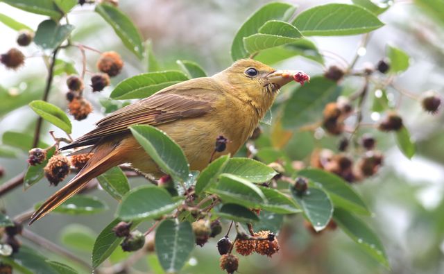 Summer Tanager