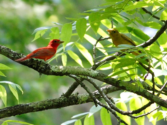 Summer Tanagers