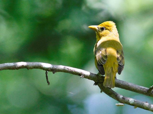 Summer Tanagers