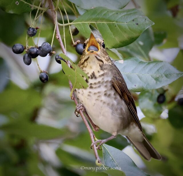 Swainson's Thrush
