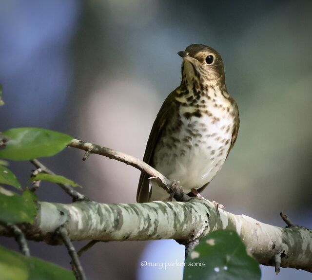 Swainson's Thrush