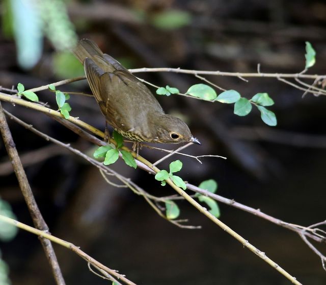 Swainson's Thrush