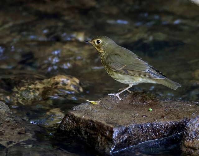 Swainson's Thrush