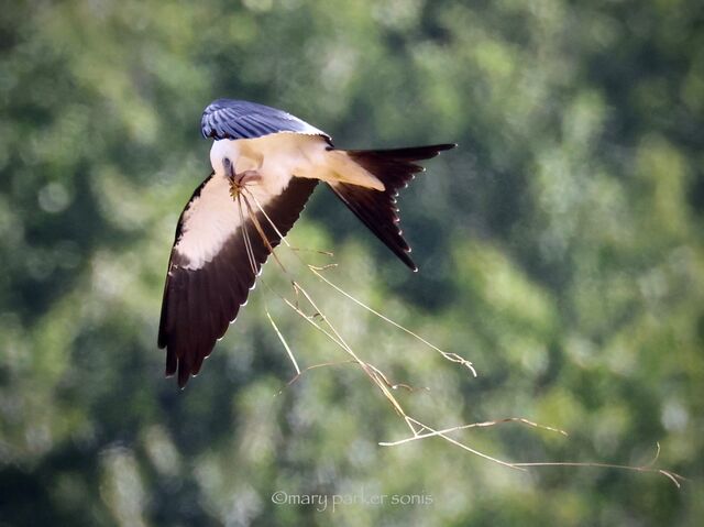 Swallow-tailed Kite