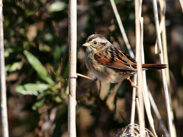 Swamp Sparrow