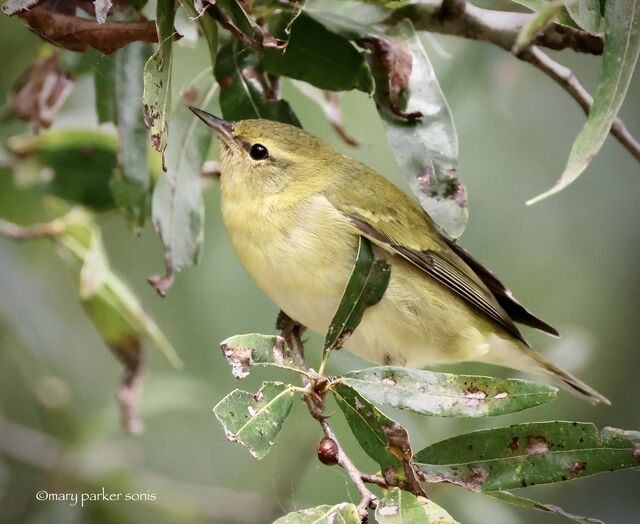 Tennessee Warbler