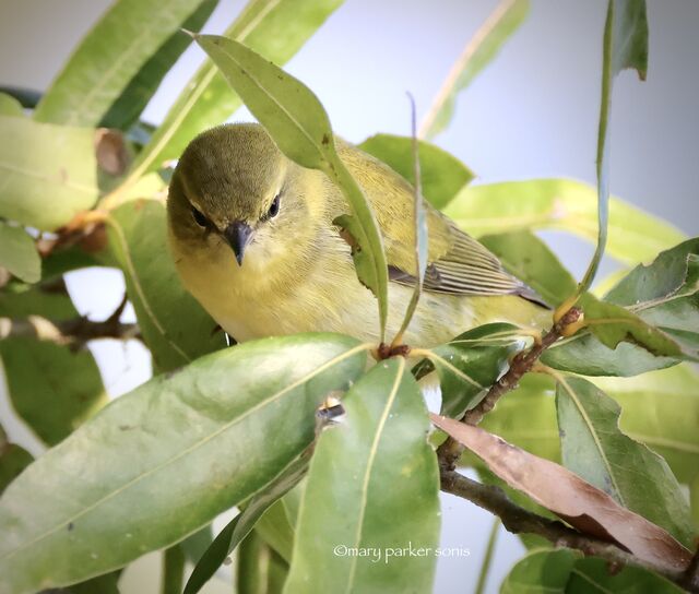 Tennessee Warbler