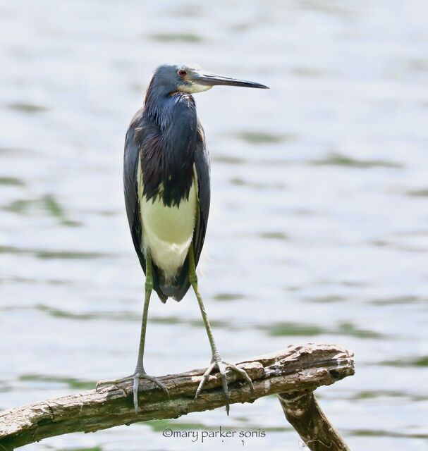 Tricolored Heron