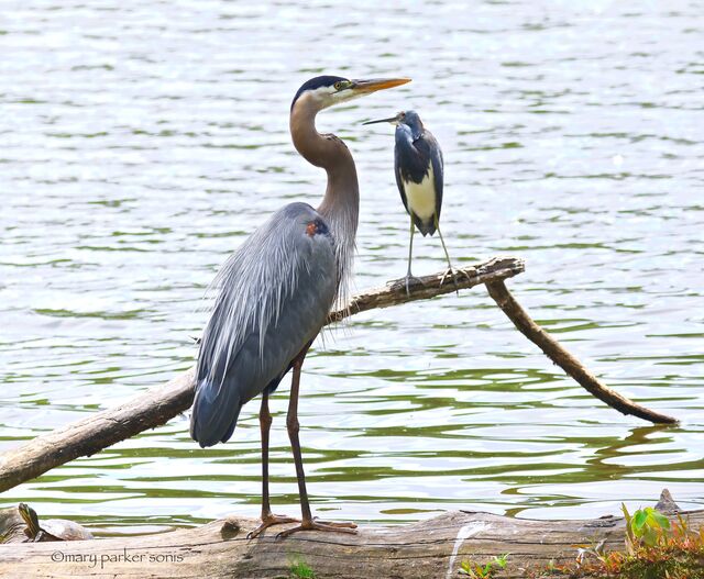 Tricolored Heron