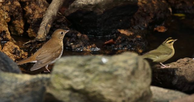 Veery