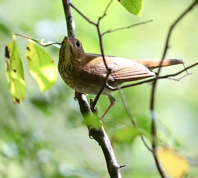 Veery