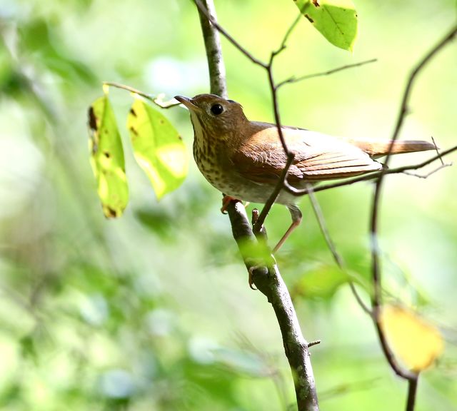 Veery