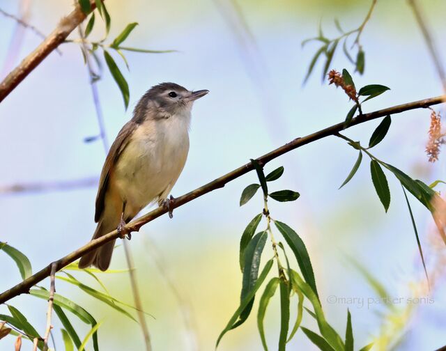 Warbling Vireo